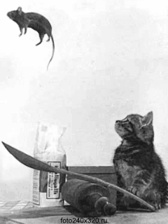 Funny Screensavers 0045